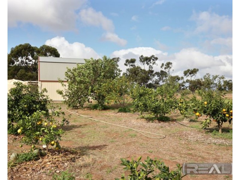 11 Palomino Court, Roseworthy SA 5371