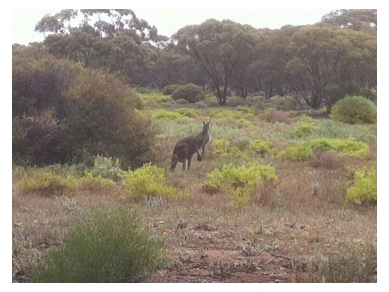 Lot 8 Sandleton Road, Sandleton SA 5356