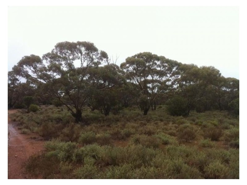 Lot 8 Sandleton Road, Sandleton SA 5356