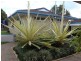 Mareeba QLD 4880