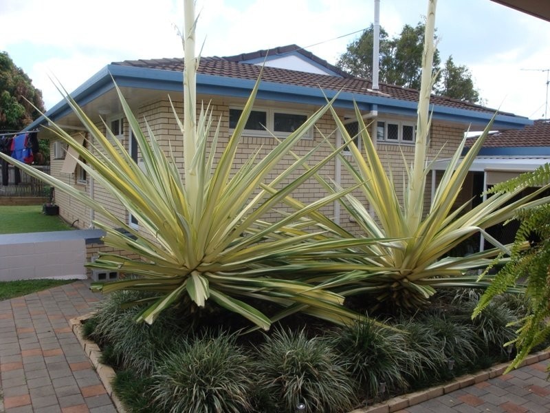 Mareeba QLD 4880