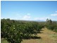Biboohra QLD 4880