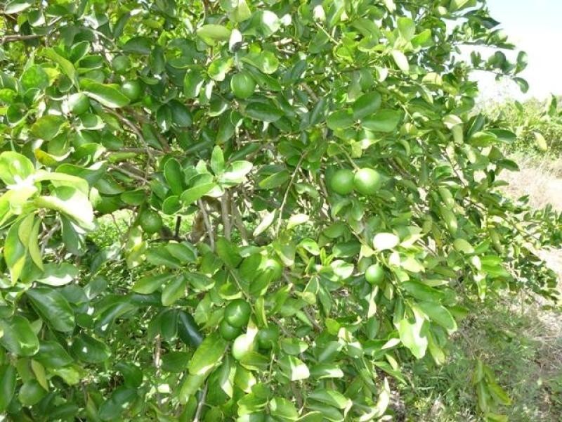Biboohra QLD 4880