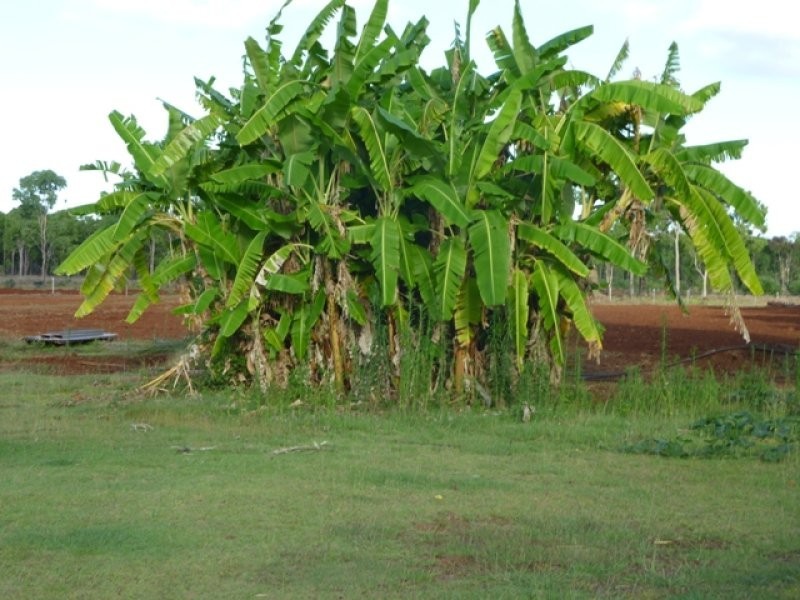 Mareeba QLD 4880