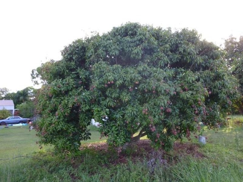 Mareeba QLD 4880