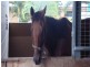 Mareeba QLD 4880