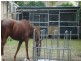 Mareeba QLD 4880