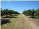Mareeba QLD 4880