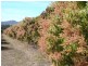 Mutchilba QLD 4872
