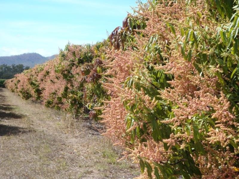 Mutchilba QLD 4872