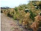 Mutchilba QLD 4872