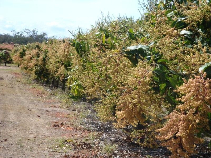 Mutchilba QLD 4872