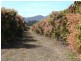 Mutchilba QLD 4872