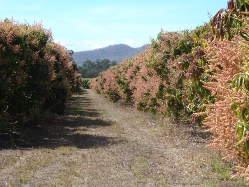 Mutchilba QLD 4872