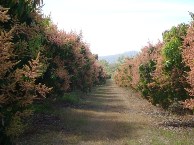 Mutchilba QLD 4872