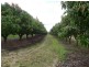 Biboohra QLD 4880