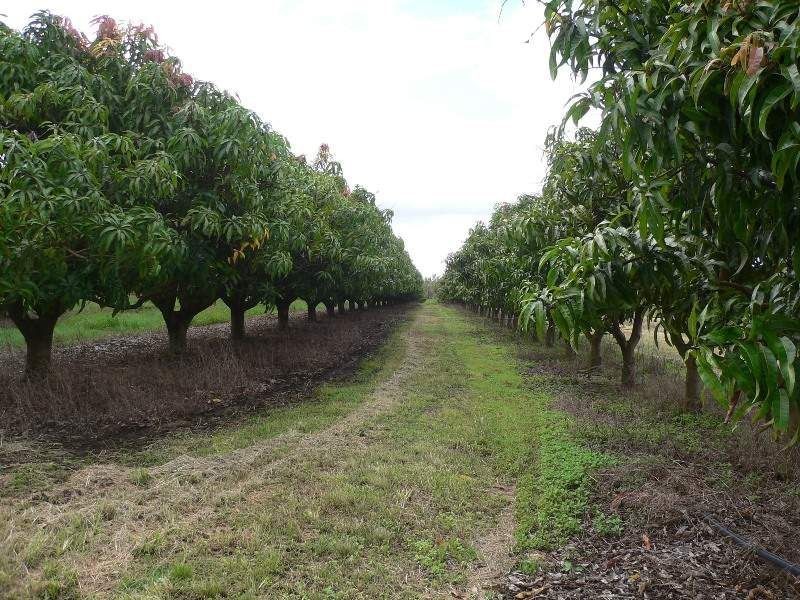 Biboohra QLD 4880