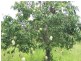 Dimbulah QLD 4872