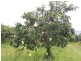 Dimbulah QLD 4872