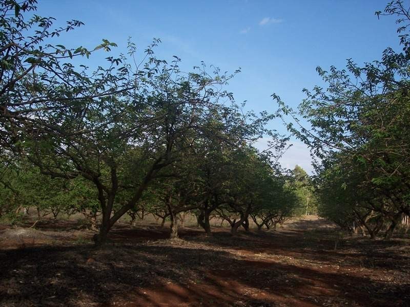 Tolga QLD 4882