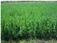 Mareeba QLD 4880