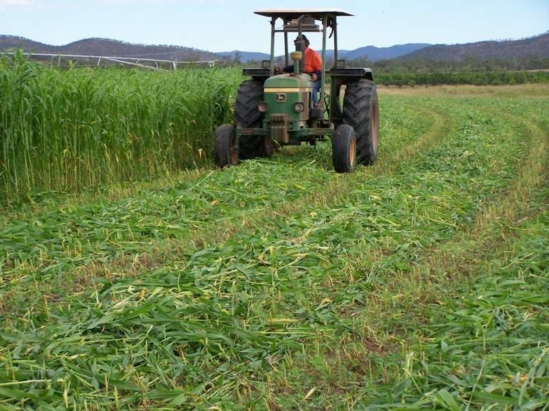 Mareeba QLD 4880