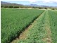 Mareeba QLD 4880