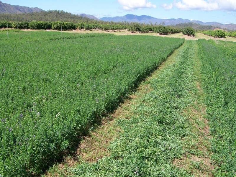 Mareeba QLD 4880