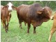 Mareeba QLD 4880