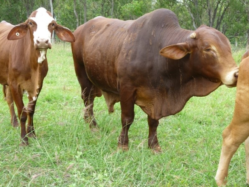 Mareeba QLD 4880