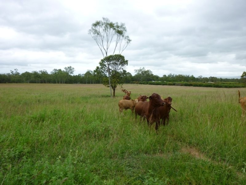Mareeba QLD 4880