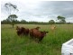 Mareeba QLD 4880