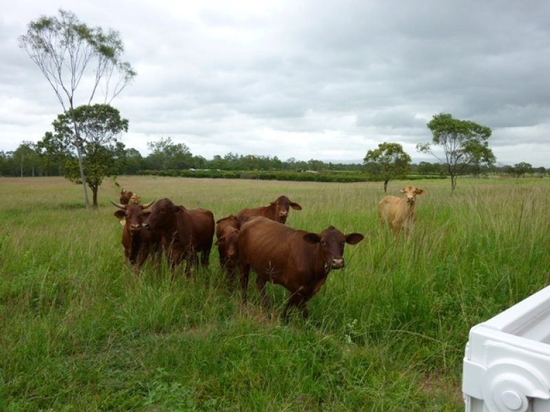 Mareeba QLD 4880