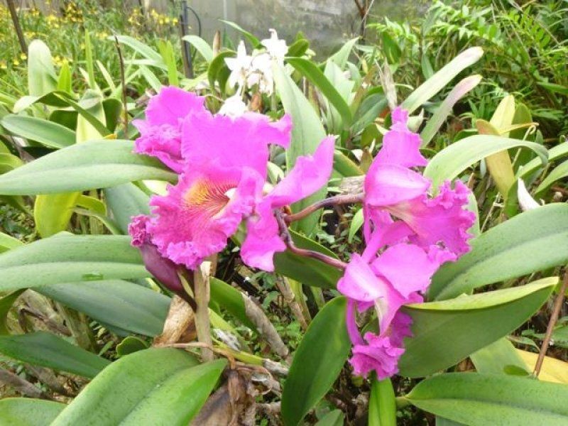 Mutchilba QLD 4872