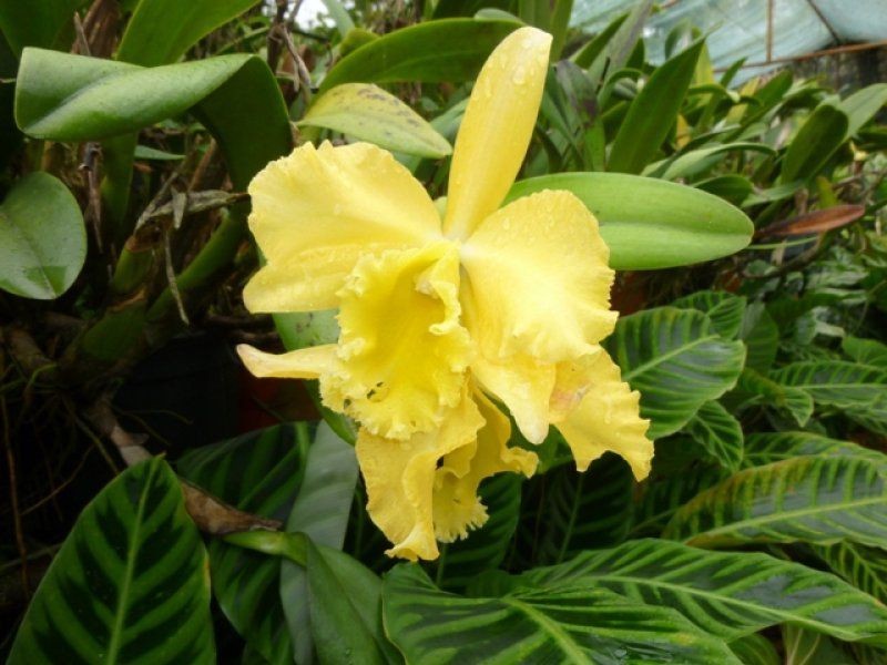 Mutchilba QLD 4872