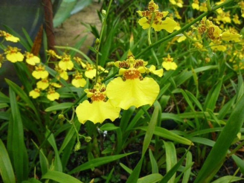 Mutchilba QLD 4872
