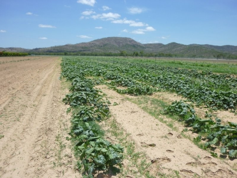 Mareeba QLD 4880