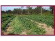 Mareeba QLD 4880