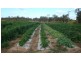 Mareeba QLD 4880