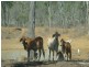 Dimbulah QLD 4872