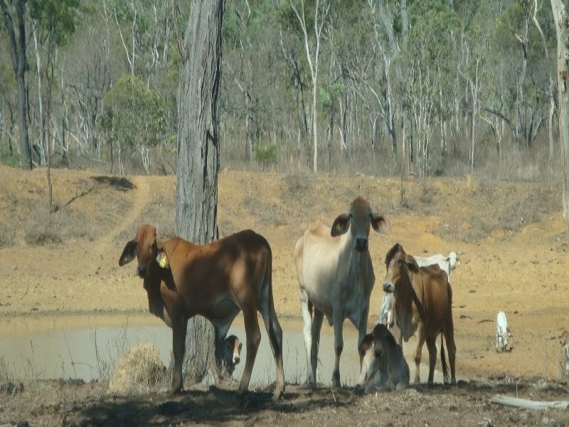 Dimbulah QLD 4872