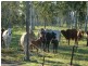 Biboohra QLD 4880