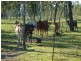 Biboohra QLD 4880