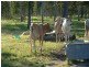 Biboohra QLD 4880