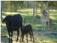 Biboohra QLD 4880