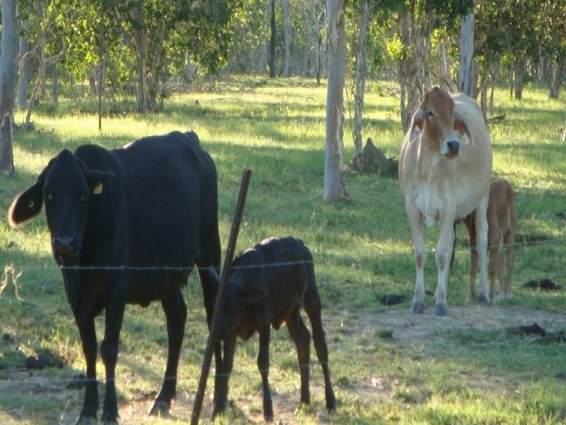 Biboohra QLD 4880