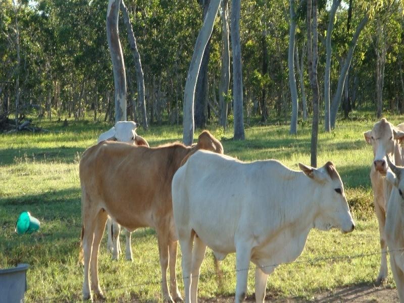 Biboohra QLD 4880