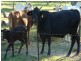 Biboohra QLD 4880