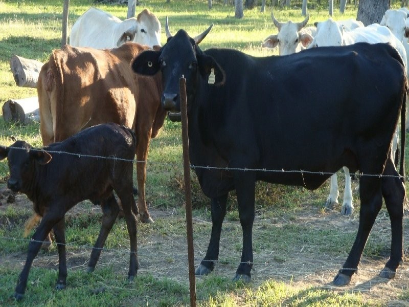 Biboohra QLD 4880