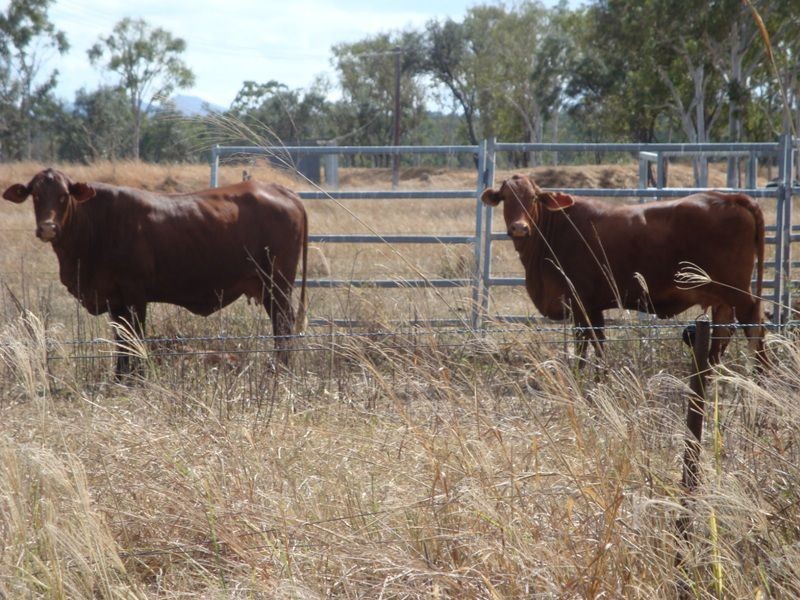 Dimbulah QLD 4872